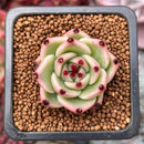 Echeveria Agavoides 'Blue Dragon' 1" Succulent Plant
