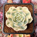 Echeveria 'Compton Carousel' 2" Succulent Plant