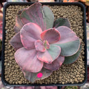 Echeveria 'Suyon Frill' Variegated 3" Succulent Plant