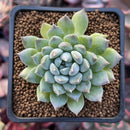 Echeveria sp. 2" Succulent Plant