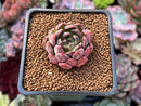 Echeveria Agavoides 'Magic Plot' 1" Succulent Plant