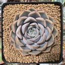 Echeveria 'Fionna' 4" Succulent Plant