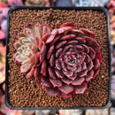 Echeveria 'Muhly' 2" Succulent Plant