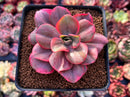 Echeveria 'Minigosaong' Variegated 3"-4" Succulent Plant