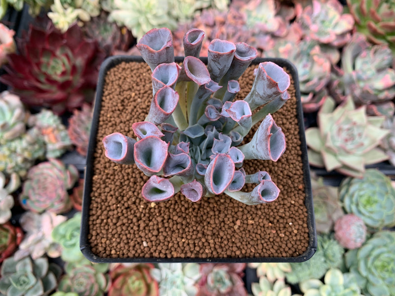 Echeveria 'Trumpet Pinky' 2" Succulent Plant