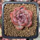 Echeveria 'Kerlean' 1" Succulent Plant