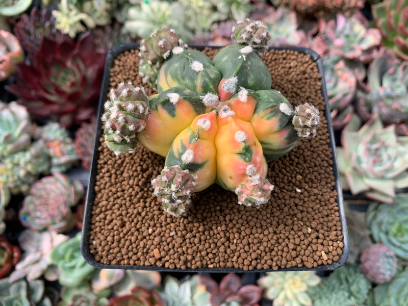 Astrophytum Myriostigma 'Kikko' Variegated 3" Plant *NO ROOTS*