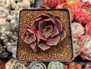 Echeveria 'Zestar' 2" Cluster Succulent Plant