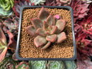 Echeveria Agavoides 'Shaikh' 2" Succulent Plant