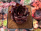 Echeveria Agavoides 'Ebony' Superclone 2"-3" Succulent Plant