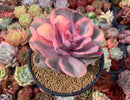 Echeveria 'Rainbow' Variegated 4" Succulent Plant