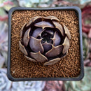 Echeveria 'Black Mamond' 1"-2" Succulent Plant