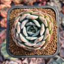 Echeveria 'Love' 2" New Hybrid Succulent Plant