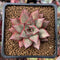 Echeveria Agavoides 'Classico' 2" New Hybrid Succulent Plant