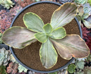 Echeveria 'Fimbriata' Variegated AKA 'Fasciculata' 5"-6" Succulent Plant
