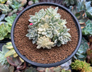 Echeveria 'Mebina' Variegated 4" Cluster Succulent Plant