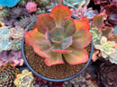 Echeveria 'Kinoa' 3"-4" Chunky Succulent Plant