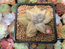 Echeveria 'Xichuensis' 2" Succulent Plant