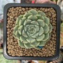 Echeveria 'Blackthorn' 1" Succulent Plant