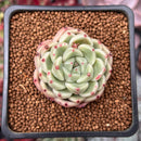 Echeveria 'Herbion' 1" Succulent Plant