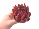 Echeveria Agavoides Frank Reinalt Superclone 4” Rare Succulent Plant