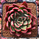 Echeveria 'Marshmallow' 3" New Hybrid Succulent Plant