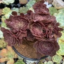 Aeonium 'Halloween' Crested 5" Large Succulent Plant