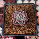 Echeveria 'Water Drop' 1" Succulent Plant