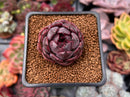 Echeveria 'Black Smoke' 1" New Hybrid Succulent Plant