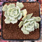 Echeveria 'Cooks Pride' Variegated 3" Succulent Plant