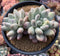 Pachyphytum 'Deokman' 4"-5" Powdery Succulent Plant