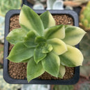 Echeveria 'Bob Jolly' Variegated 1" Succulent Plant