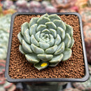 Echeveria 'Cream Sara' 2" Air Magic Hybrid Succulent Plant