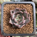 Echeveria 'Latvia' 1" New Hybrid Succulent Plant