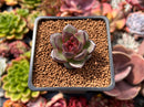 Echeveria 'Coco Jelly' 1"-2" Succulent Plant