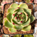 Echeveria Agavoides 'Blue Dragon' 2"-3" Succulent Plant