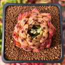 Echeveria Agavoides 'Sarabony' 2" Succulent Plant