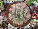Echeveria 'Madiba' 6" Very Large Specimen Succulent Plant