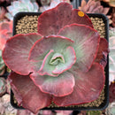 Echeveria 'Kattelra' Variegated 4" Rare Succulent Plant