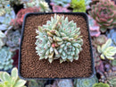 Echeveria 'Mexensis Zaragosa' 2" Succulent Plant