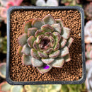 Echeveria 'Black Stone' 1" Succulent Plant