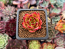Echeveria Agavoides 'Lip stick' 1" Succulent Plant