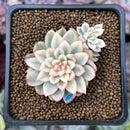 Echeveria 'Mebina' Variegated 1" Succulent Plant