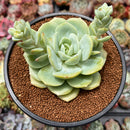 Echeveria 'Green Carla' 2"-3" Succulent Plant