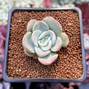 Echeveria 'Mona Lisa' 1" Succulent Plant