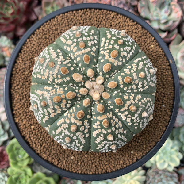 Astrophytum Asterias 'Mirakuru' 4