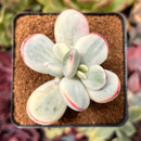 Cotyledon 'Orbiculata' Variegated 2" Succulent Plant