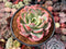 Echeveria 'Luella' Variegated 4" Succulent Plant