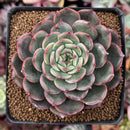 Echeveria 'Mosan' 3" Succulent Plant