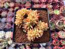 Echeveria Agavoides 'Maria' Crested 3" Succulent Plant